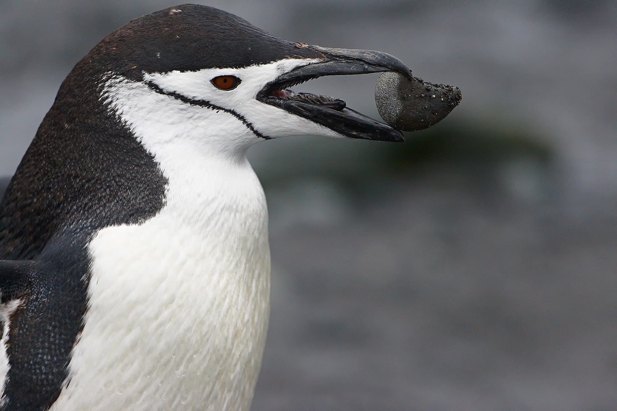Zügelpinguin beim Nestbau